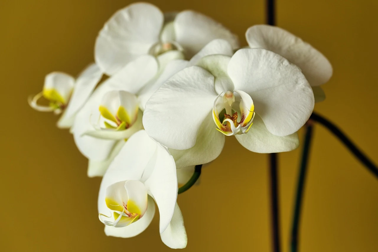 Flor de orquídea blanca en primer plano