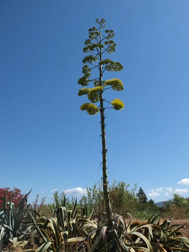 Flor del agave que alcanza una altura muy alta