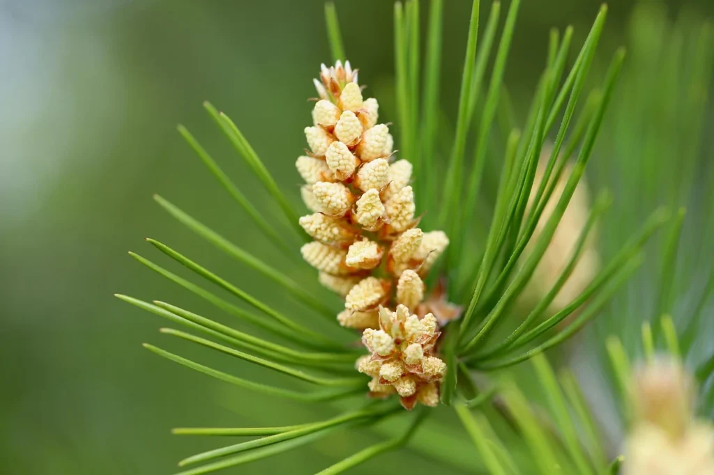 Flor del pino y piñones en una de las ramas