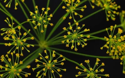 El eneldo: planta aromática y protagonista en la cocina