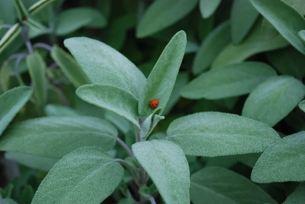Hojas verdes de salvia común con una mariquita posada sobre ellas