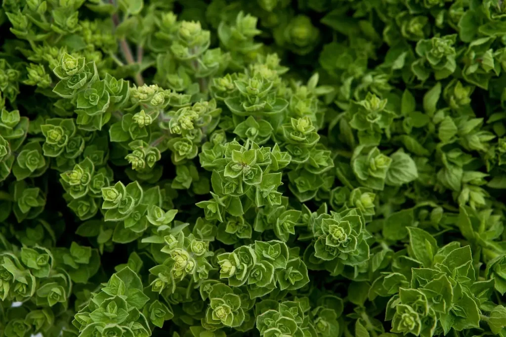 Planta de orégano fresca con hojas verdes en detalle