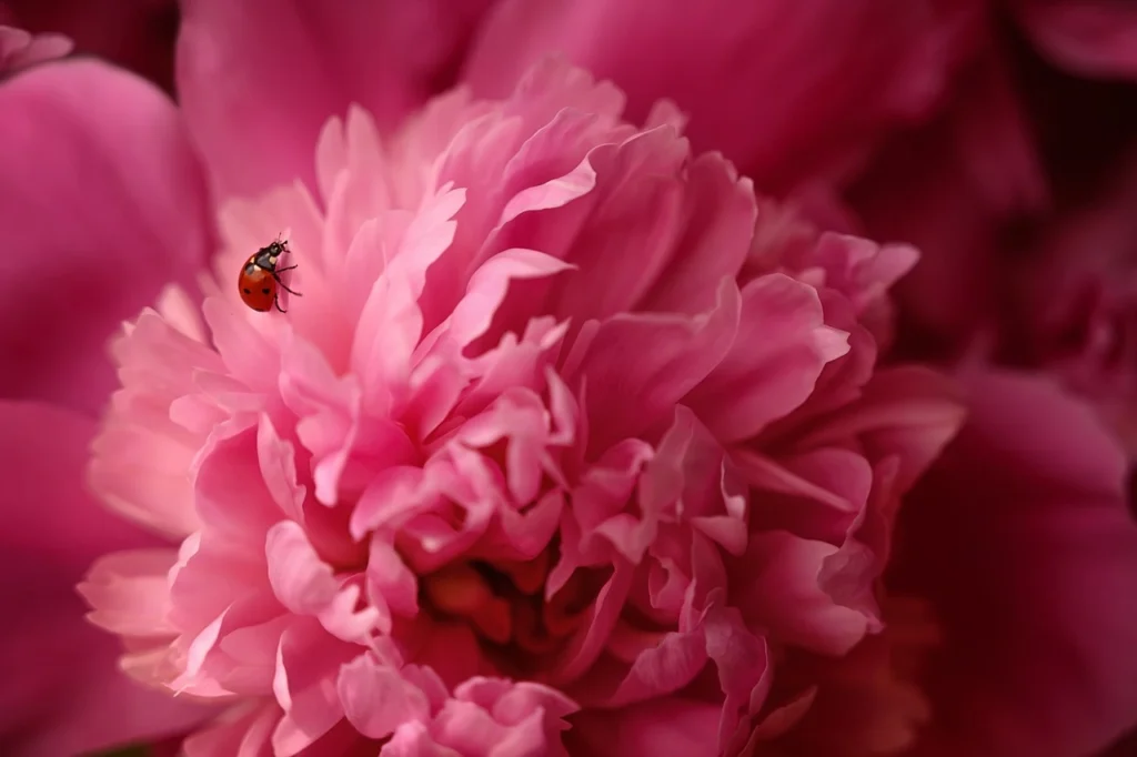 Peonías rosas con una mariquita sobre los pétalos