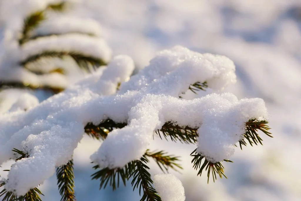 Hojas de pino cubiertas completamente de nieve