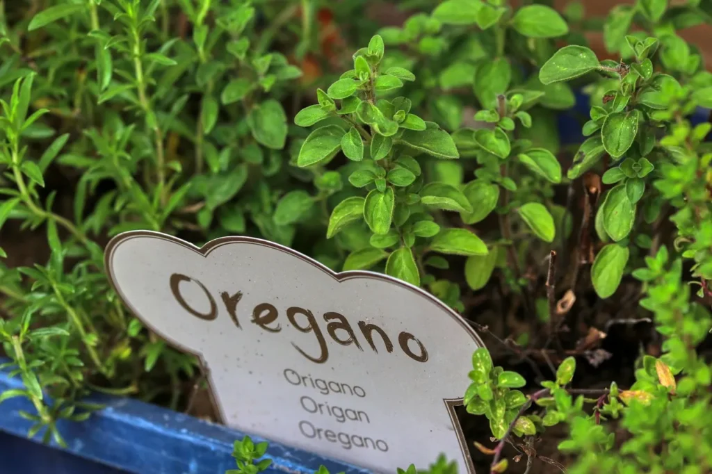 Maceta con planta de orégano lista para cultivar en casa