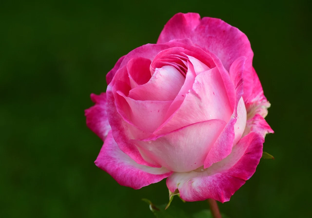 Rosa de un color especial y único en primer plano