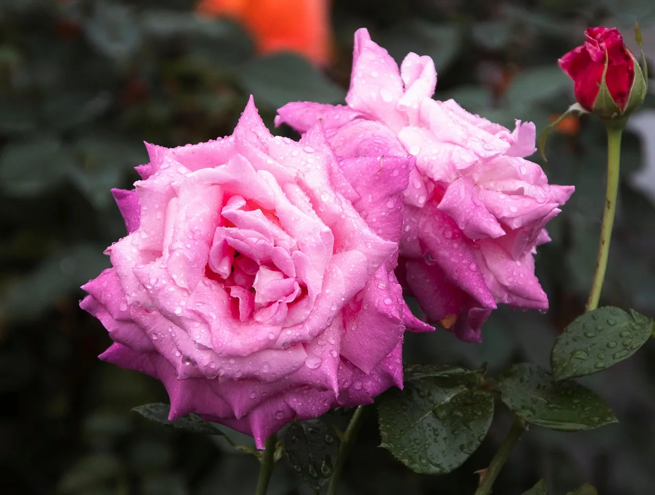 Rosas silvestres mojadas por el rocío, detalle de flores naturales en el jardín