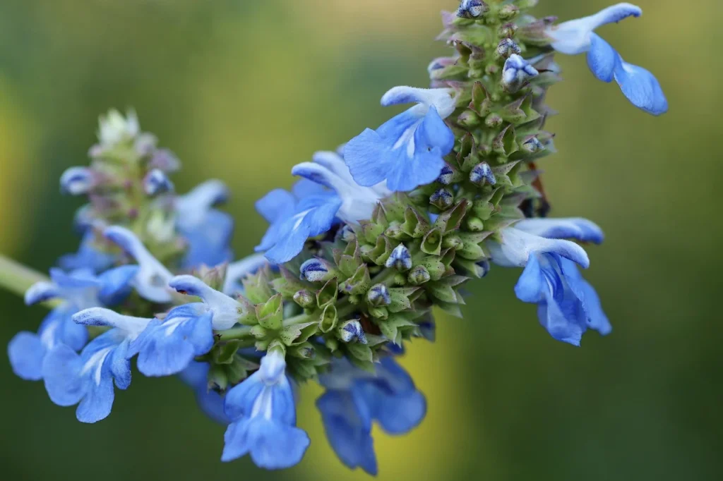 Planta de Salvia officinalis en floración con flores azuladas