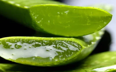 Aloe vera: una planta medicinal con múltiples usos