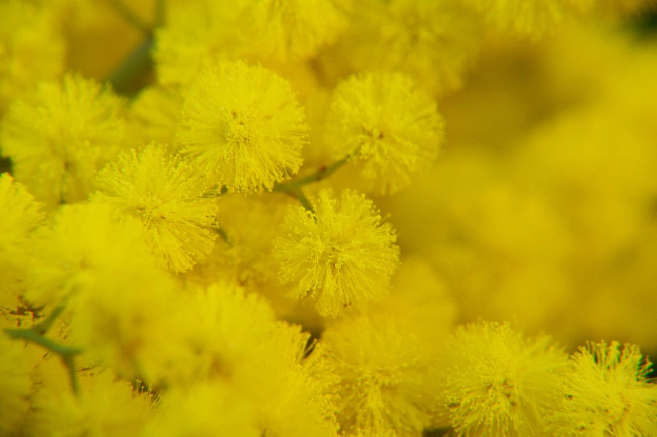 Flores de mimosa amarilla vistas de cerca, mostrando su forma redondeada y textura esponjosa