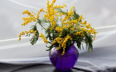 La mimosa y su espectacular flor amarilla