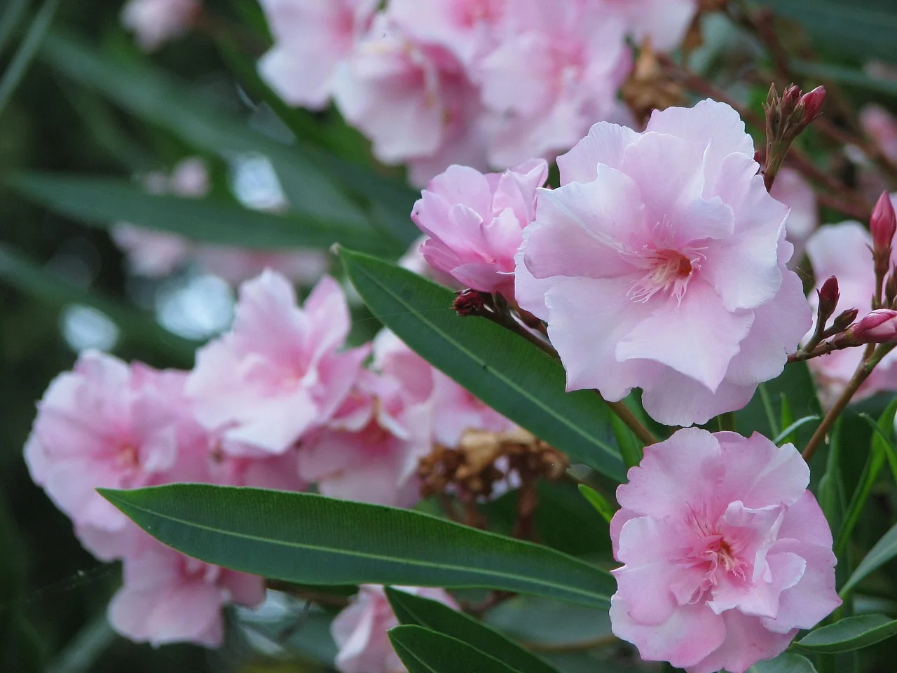Adelfa rosa en estado natural, arbusto ornamental de exterior con flores vistosas