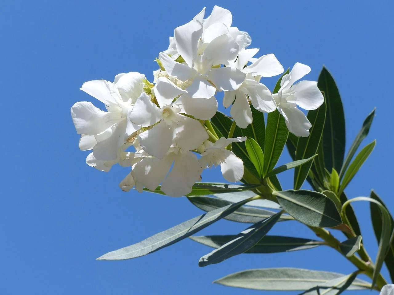 Ramo de adelfa blanca, planta de la adelfa ornamental con flores elegantes