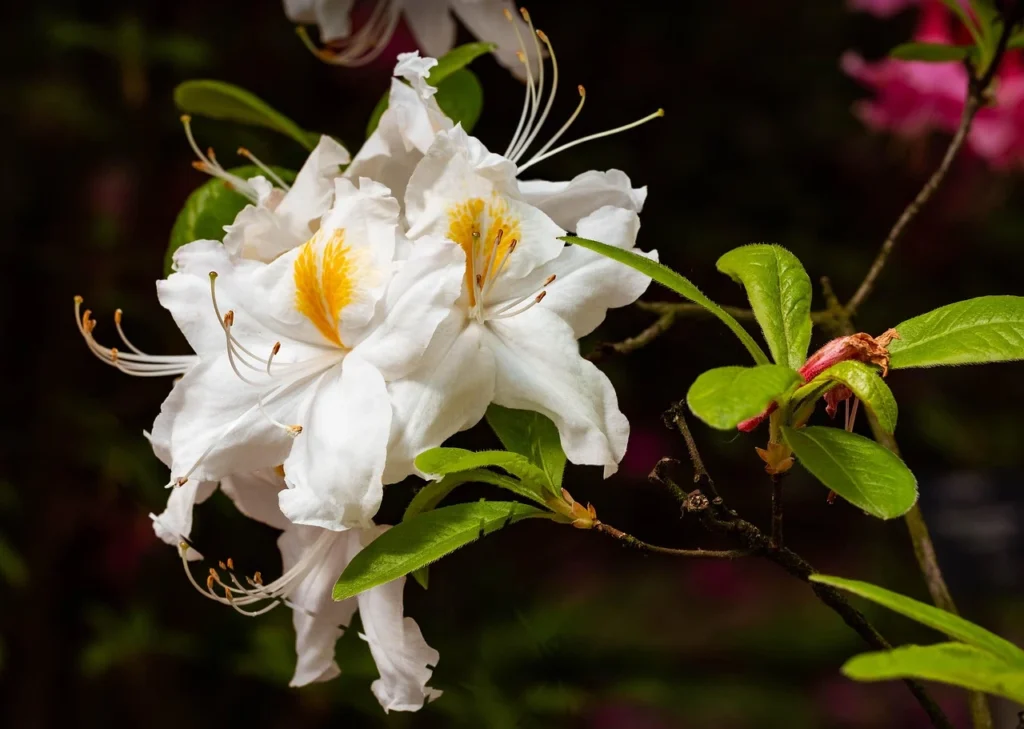 Azalea blanca silvestre con detalles amarillos en floración