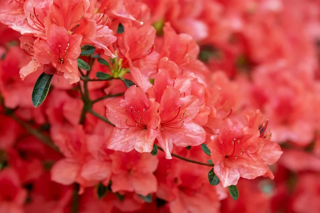 Flores de azalea roja en plena floración en un arbusto de jardín