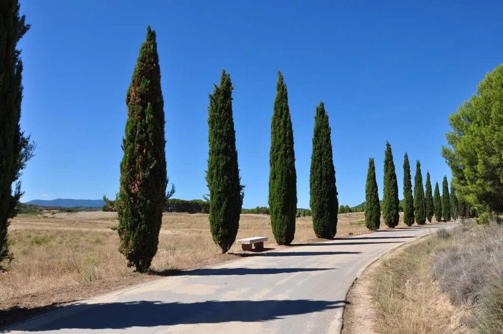 Cipreses alineados en un camino rural, árboles altos y elegantes típicos de jardines y paisajes mediterráneos