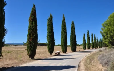 Ciprés: elegancia y resistencia en el jardín