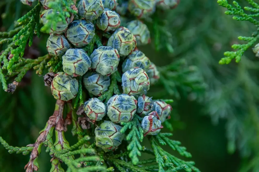 Frutos del ciprés en primer plano, conos leñosos característicos del árbol mediterráneo