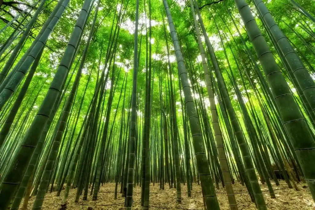 Bosque de bambú, una de las gramíneas de crecimiento más rápido