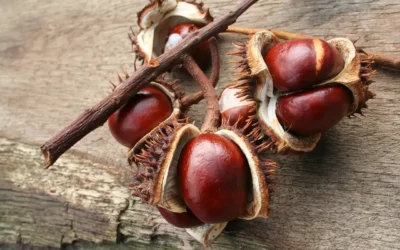 El castaño en España: tradición, paisaje y biodiversidad