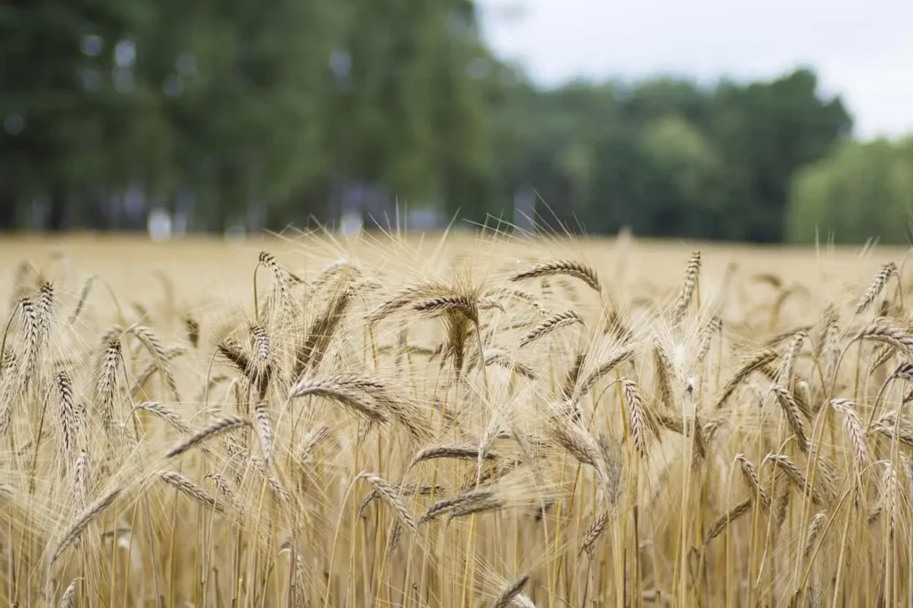 Campo de trigo, una de las gramíneas básicas en la alimentación mundial